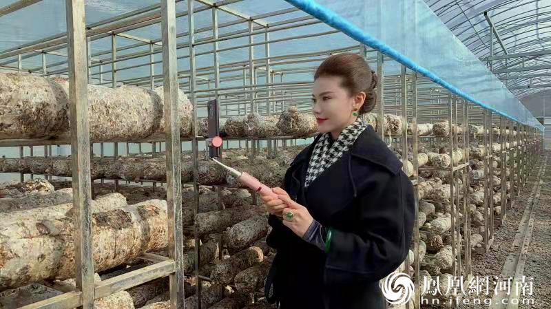 汝阳"香菇西施"直播带货忙 闯出致富新路径