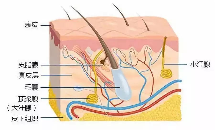 怎样去掉狐臭味狐臭味道怎么去除