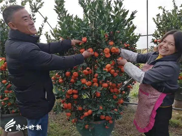 简明进夫妇和他们种植的桔树（图片来源：珠江时报）