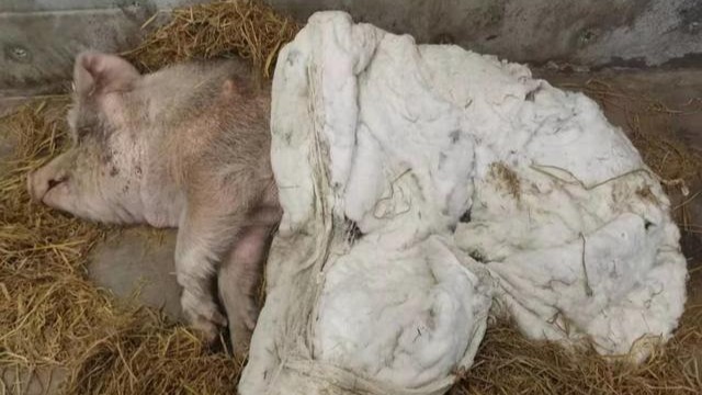 13岁“猪坚强”现状：大部分时间只能躺不能自主站立