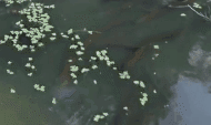 实拍：电鳗成群聚集觅食 放电捕猎水面瞬间沸腾