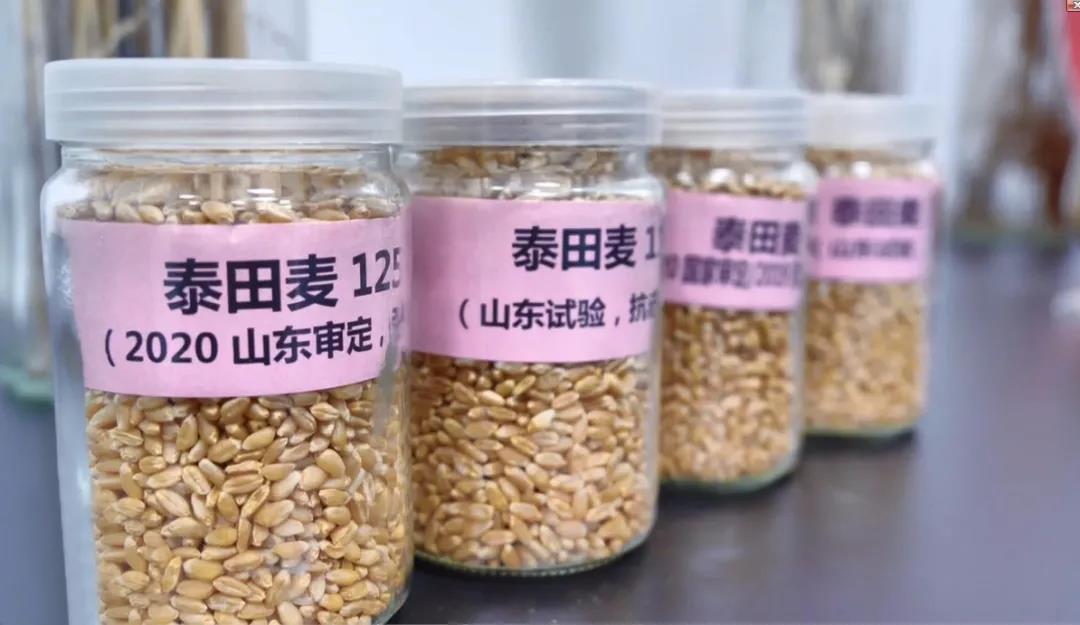 新突破!国内首个高黄酮小麦品种诞生