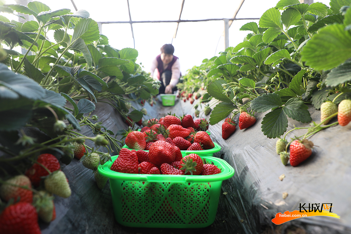 丰润区小张各庄镇过道坎村农民在温室大棚内采摘草莓。