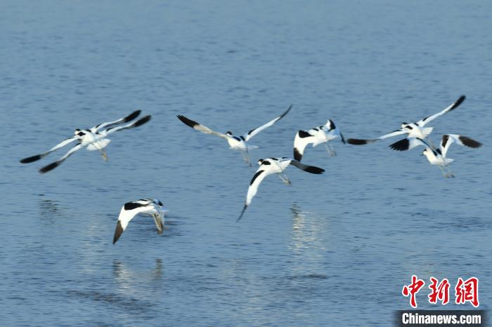 包括天鹅、大雁、反嘴鹬等在内的成群候鸟在这里栖息、觅食。　樊哲平 摄