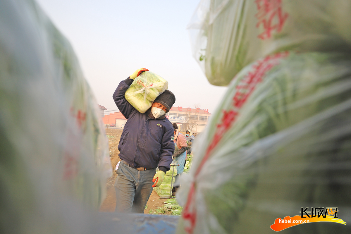 农民在玉田县虹桥镇小丁庄村搬运包装好的白菜。