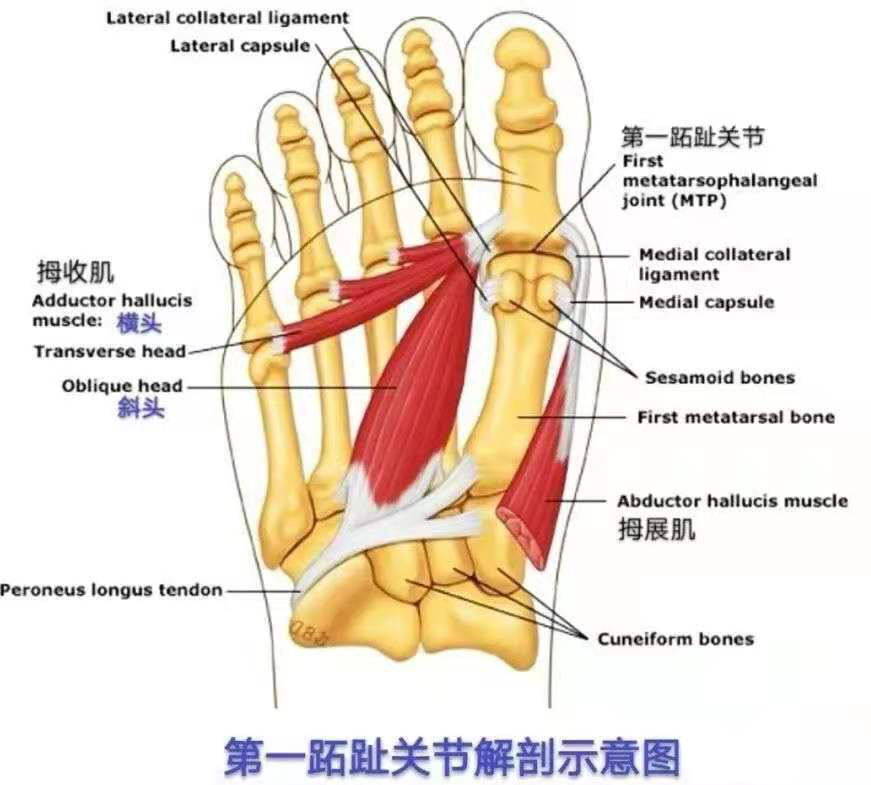 第一跖趾关节 位置图图片