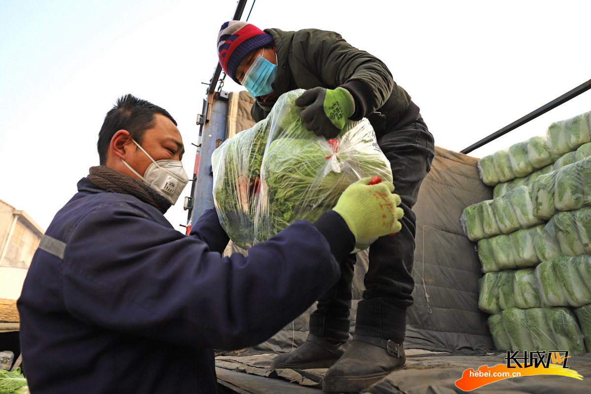 农民在玉田县虹桥镇小丁庄村将包装好的白菜装车、准备外运。