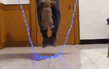 自律的狗子真可怕！小泰迪竟能熟练跳绳