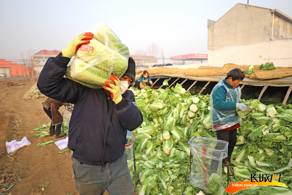 农民在玉田县虹桥镇小丁庄村搬运包装好的白菜。