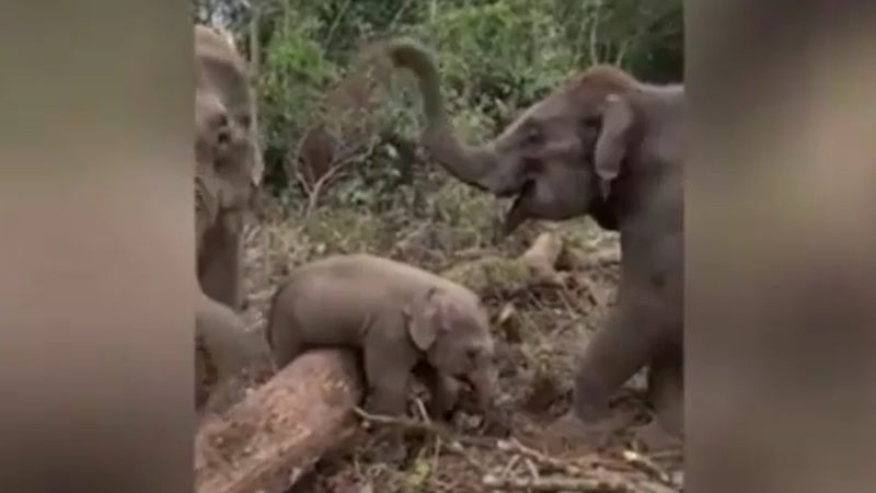 小象因腿短被圆木卡住 旁边两头大象的反应很有趣