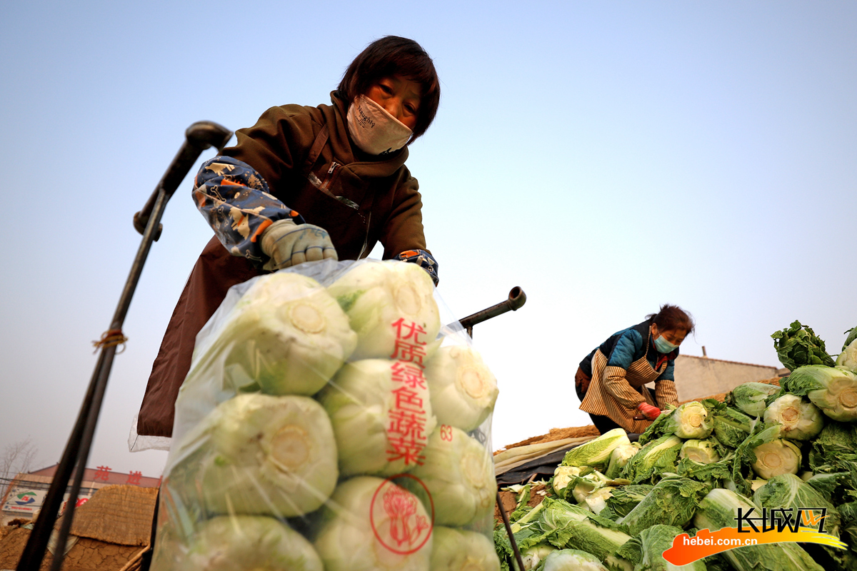 农民在玉田县虹桥镇小丁庄村包装精选的白菜。