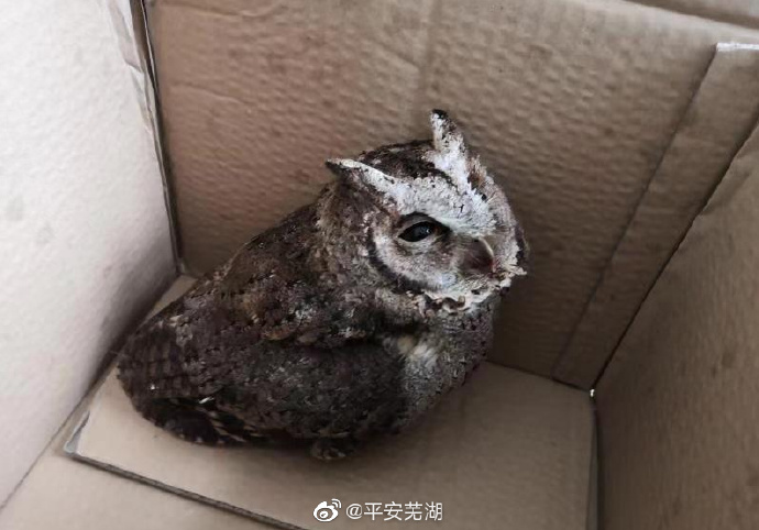 芜湖市民捡到的猫头鹰雏鸟竟是国家二级保护动物