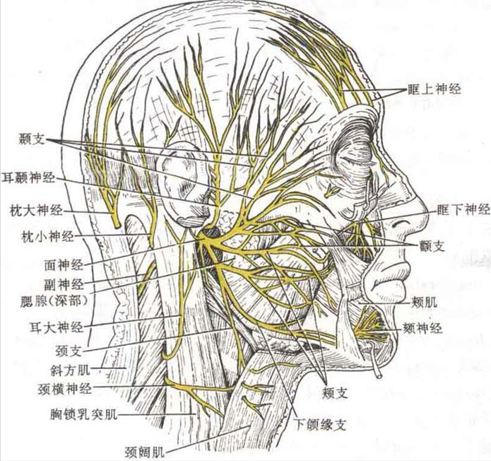 ①线雕提升