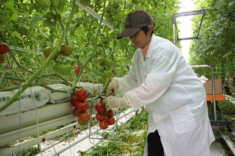 图为工人正在采摘番茄。