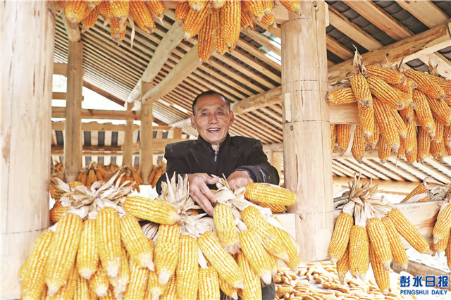 鞍子镇村民干事创业劲头足，玉米喜获丰收。