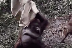 大猩猩把麻袋套头上 原因让人忍俊不禁