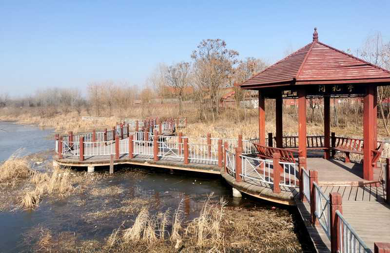 安徽涡阳：“湿地公园冬日风光美如画”