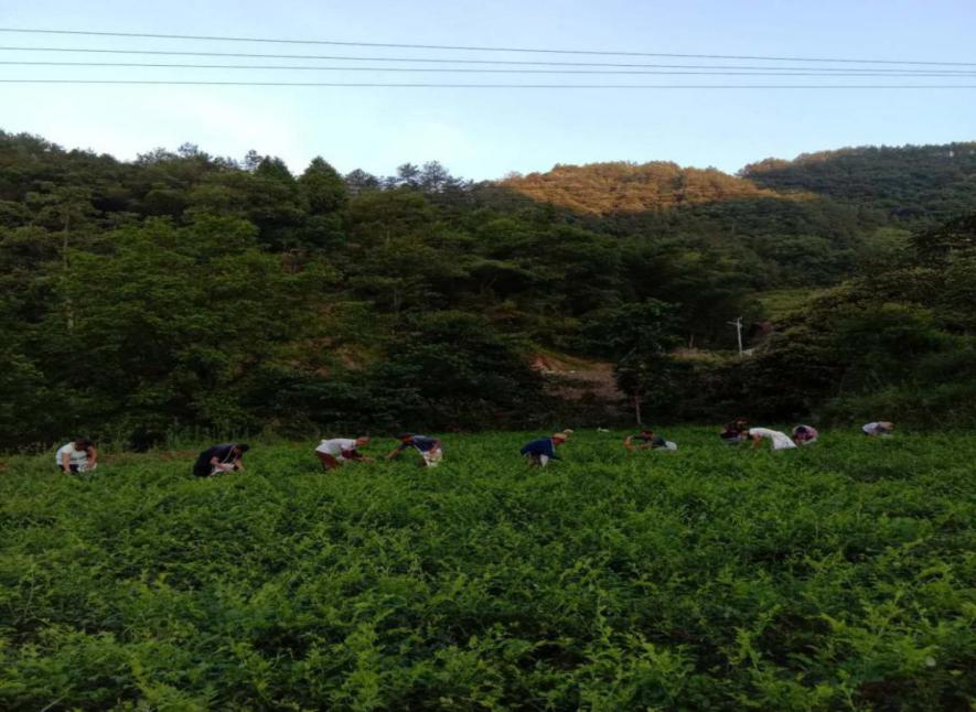 （七家坪村的乡亲们正在采摘莓茶）