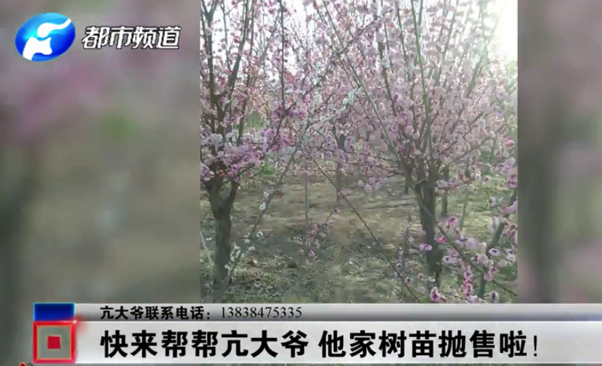 汝阳县：五十亩土地重新规划 三万多株海棠、樱花树苗寻销路