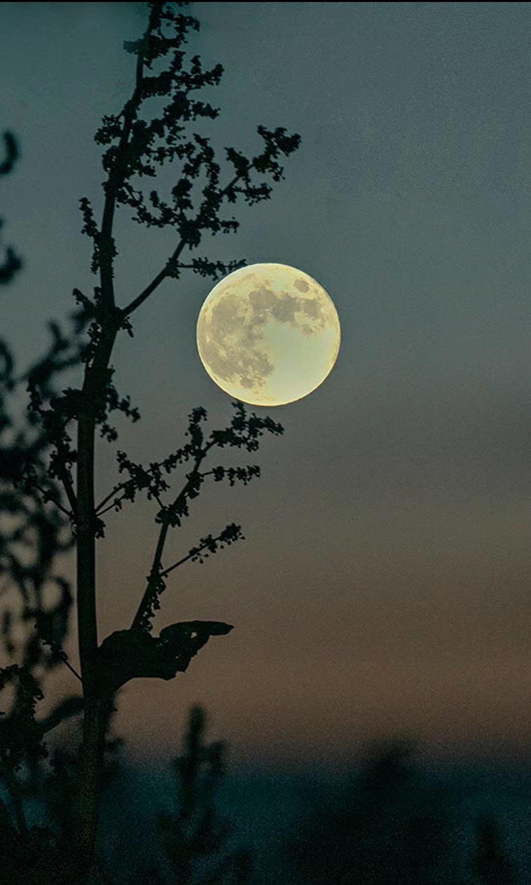 谭应林雨后赏月