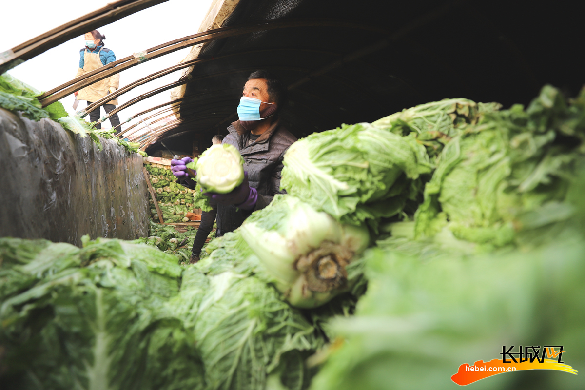 农民在玉田县虹桥镇小丁庄村的菜窖向外运送白菜。