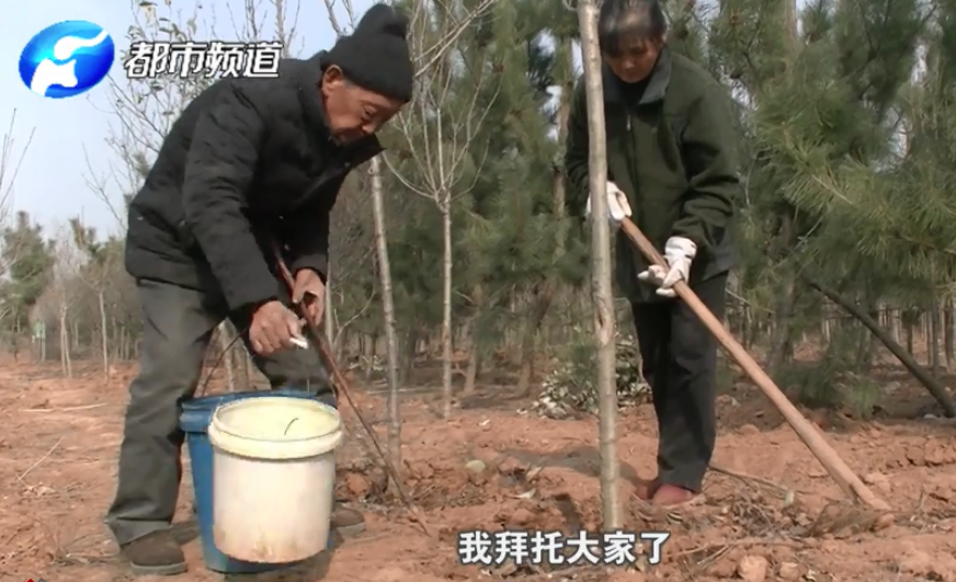 汝阳县：五十亩土地重新规划 三万多株海棠、樱花树苗寻销路