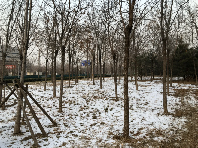 百度办公区北侧,还没融化的积雪