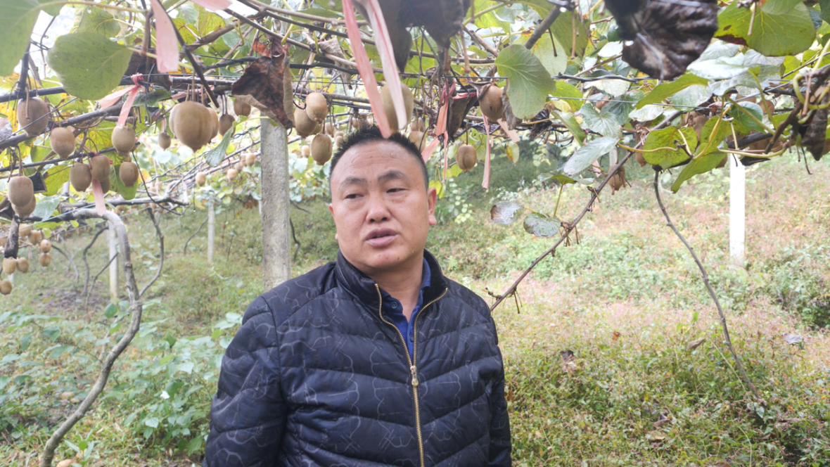 （七家坪猕猴桃合作社负责人李宏升）