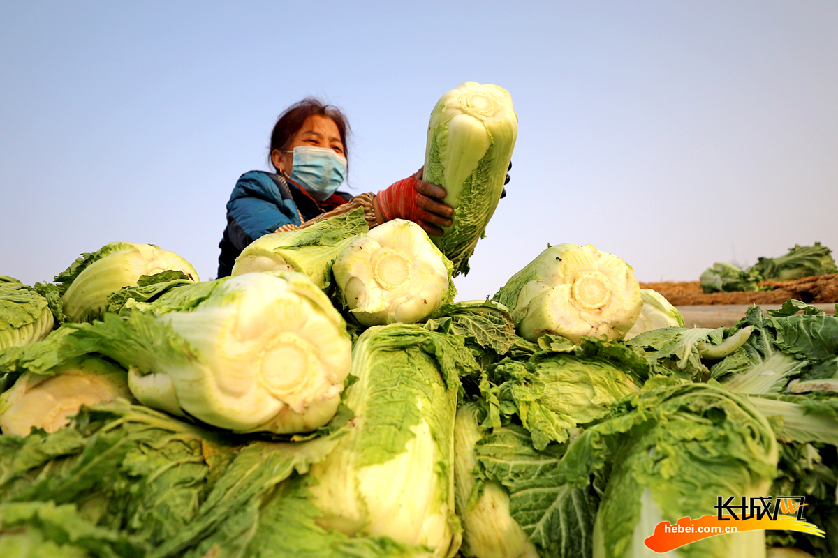 农民在玉田县虹桥镇小丁庄村挑选白菜。