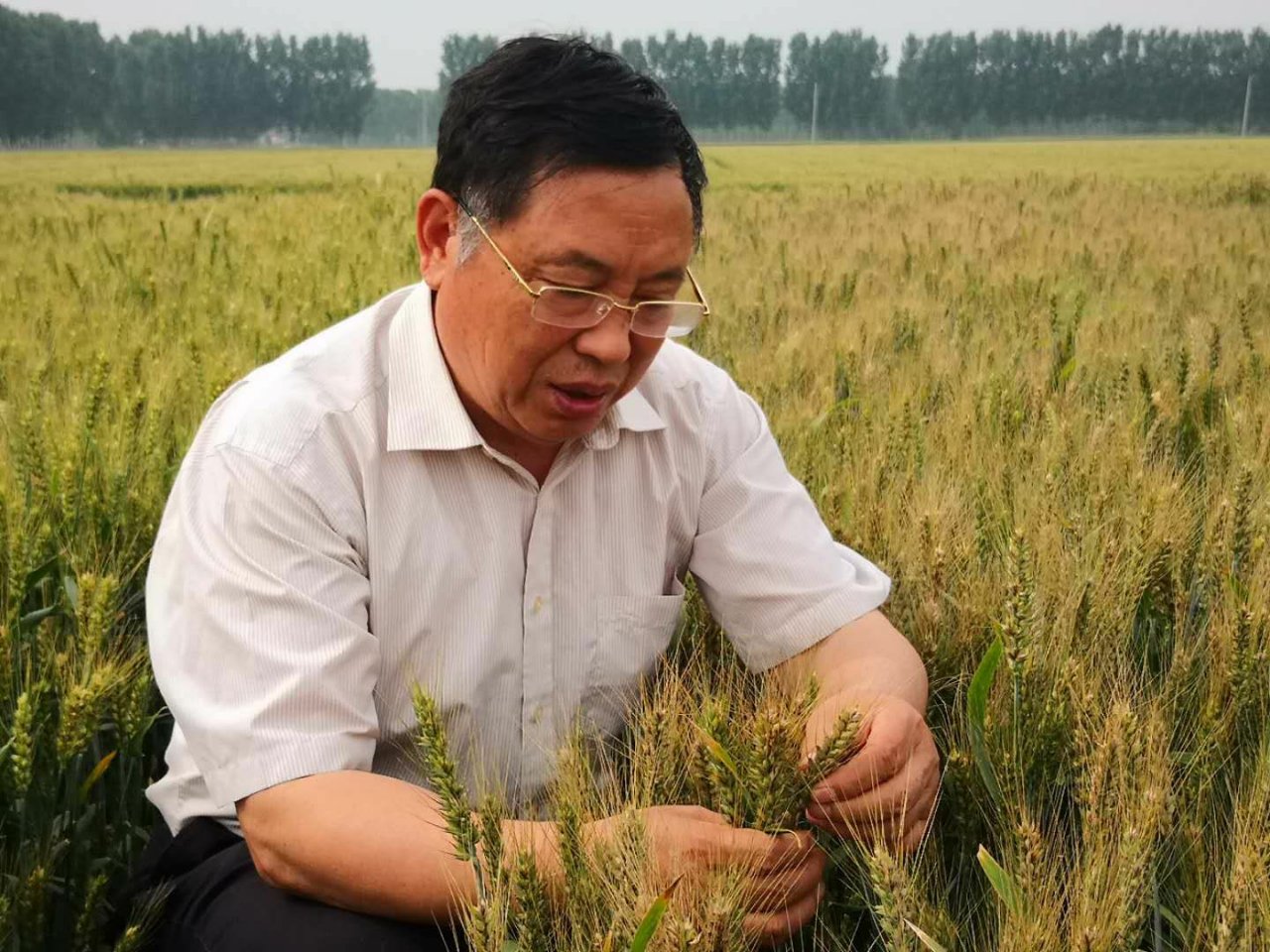 新突破!国内首个高黄酮小麦品种诞生