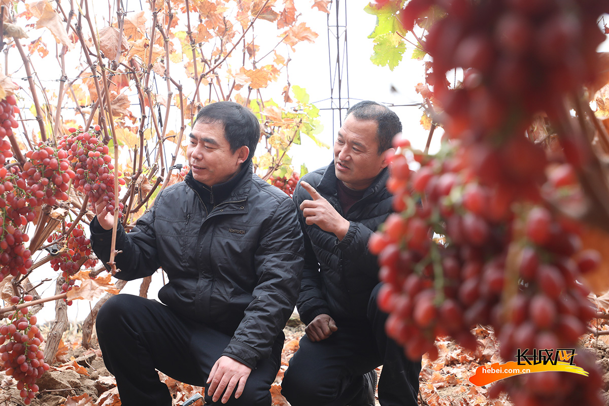 唐山市丰润区左家坞镇成人学校教师熊占胜（左）在南夏庄村大棚内给农民传授葡萄管理技术。朱大勇 摄