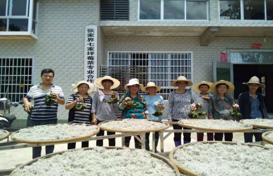 （向佐鹏与七家坪莓茶合作社工人合影）