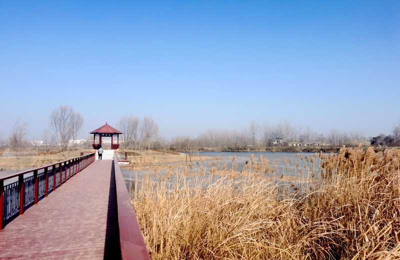 安徽涡阳：“湿地公园冬日风光美如画”
