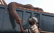 实拍：野生大象去世被送走火化 护林员手捧象鼻悲伤道别