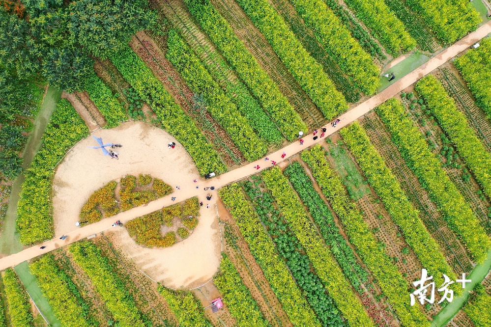 湛江南国热带花园油菜花盛放吸引大批市民打卡 凤凰网