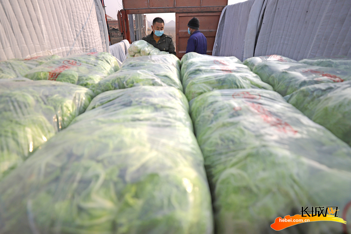 农民在玉田县虹桥镇小丁庄村将包装好的白菜装车、准备外运。