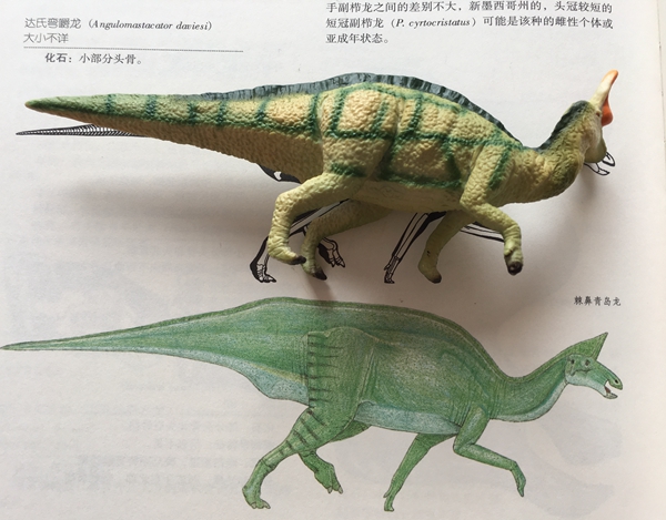 张亮先后为女儿购买了上百只恐龙模型和十几本恐龙图册，发现恐龙玩具里也蕴含着科学发现的成果。