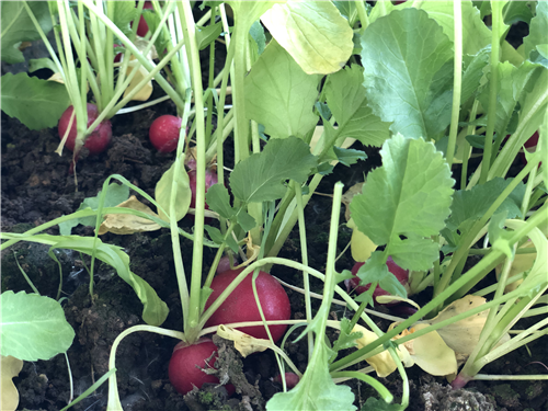 新建村蔬菜大棚內的蔬菜開始大量上市,工人們正忙著採收成熟的水蘿蔔