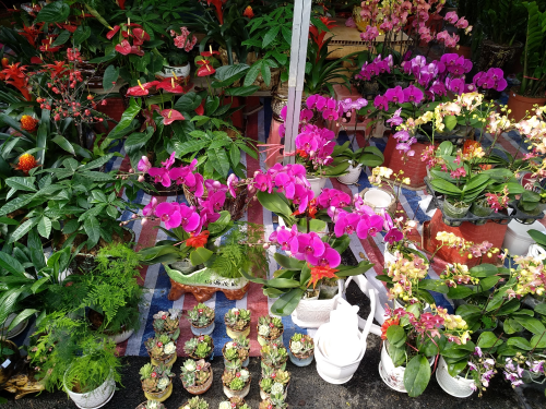 花都区将首次举办线上迎春花市活动,通过线上打开花卉销售渠道,助力花