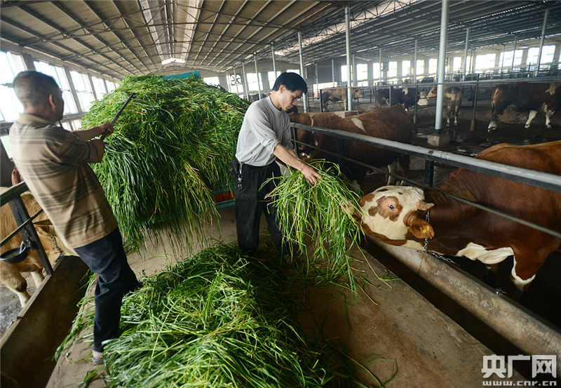 肉牛养殖带动高安一方经济 （央广网发 高安市委宣传部供图）