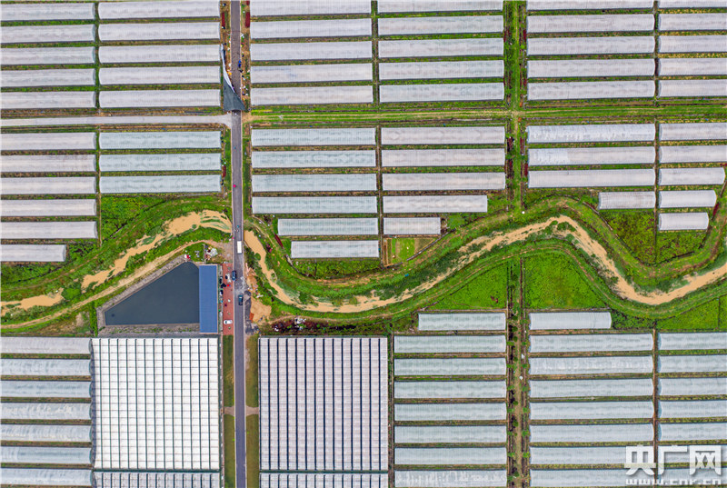 高安市南山村扶贫产业基地（央广网发 张树文摄）