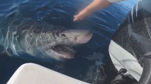 另类“摸头杀”？大白鲨靠近渔船 渔夫伸手摸了摸它的鼻子