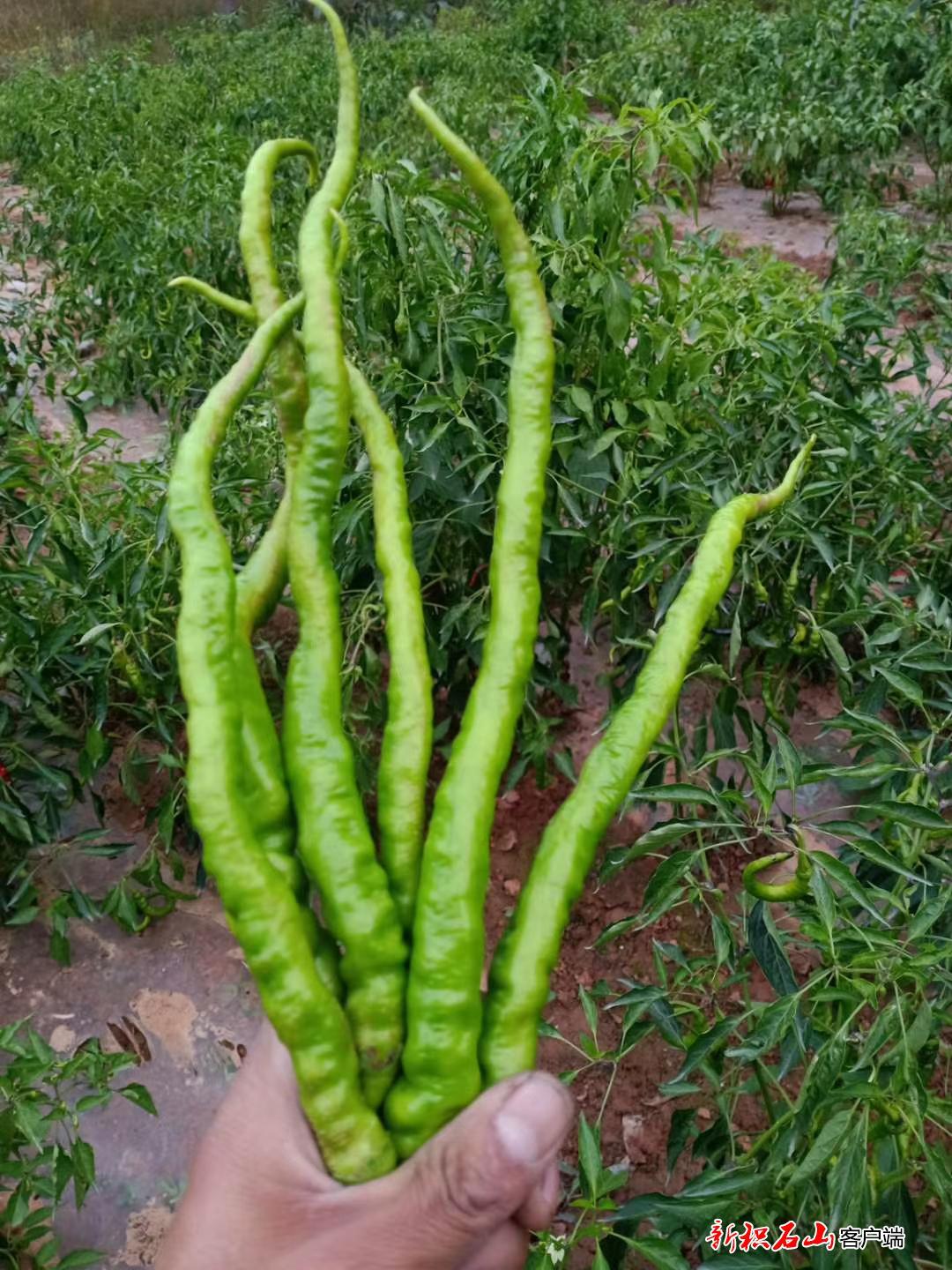 三二家村光热丰富,水源充足,种植辣椒的历史悠久,辣椒品质很高,特别是