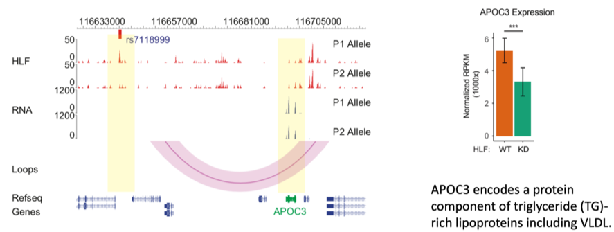 左图展示了在基因组浏览器中观察到的SNP rs7118999可以影响HLF转录因子的亲和力，从而通过三维基因组折叠的方式，引起下游APOC3基因表达的差异。右图展示了在肝脏细胞中敲低HLF会导致APOC3基因表达的下降，进一步验证了该团队的科学假设。