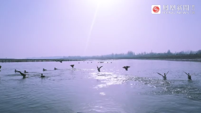 新疆阿瓦提县野鸭成群，“萌”出冬日新景