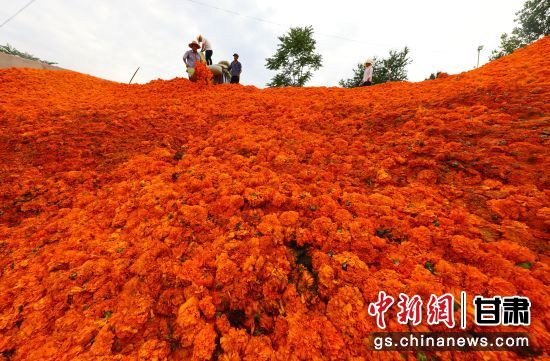 图为甘肃陇南市成县农民专业合作社的社员采摘万寿菊。（资料图）