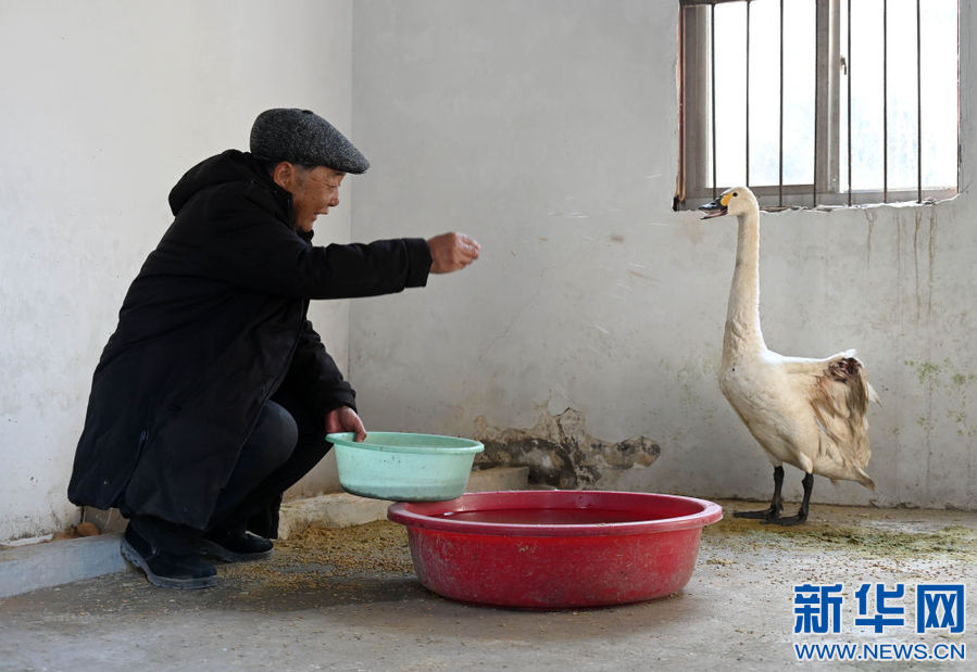 中国最大淡水湖开设疗养院护航候鸟越冬