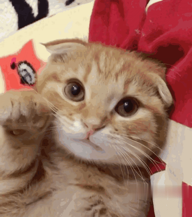 这哪是养猫 这怕是养了个女朋友 凤凰网