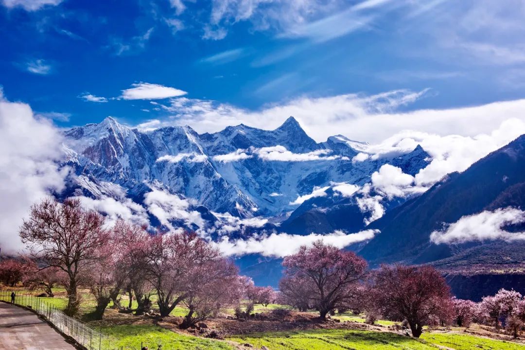 春天去林芝,看中国最美的雪山和桃花!