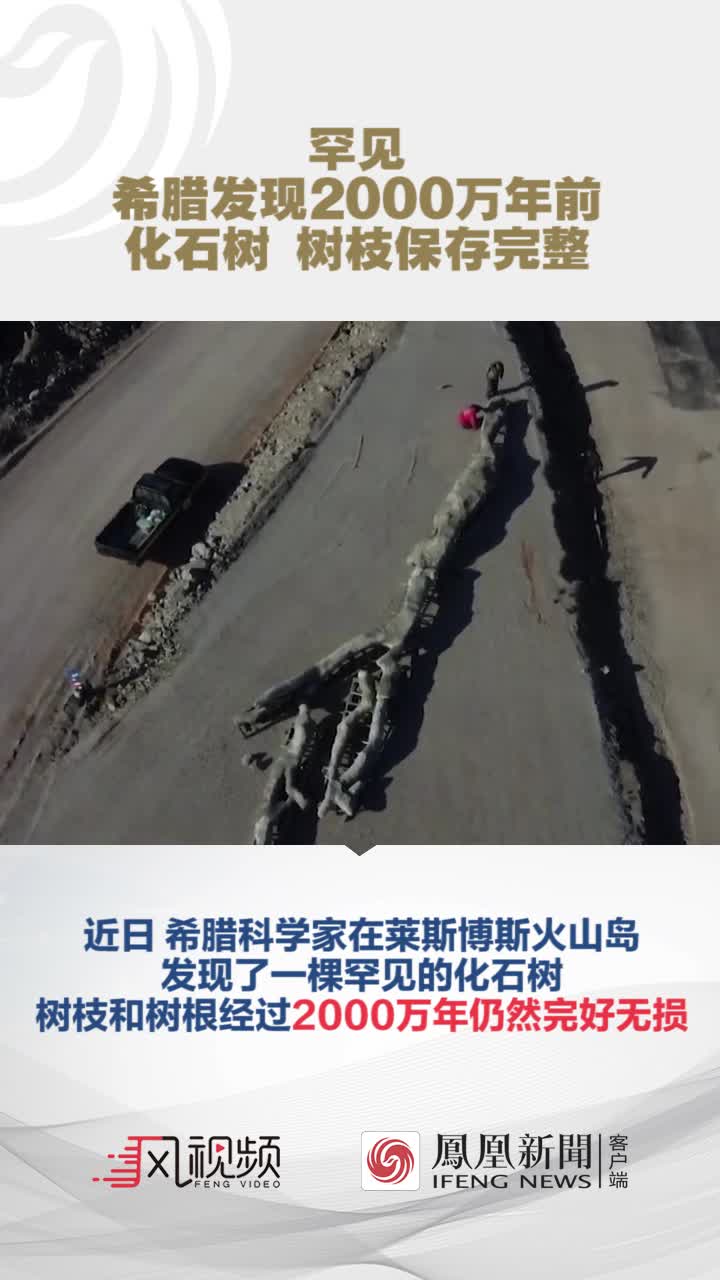 罕见！希腊发现2000万年前化石树 树枝保存完整